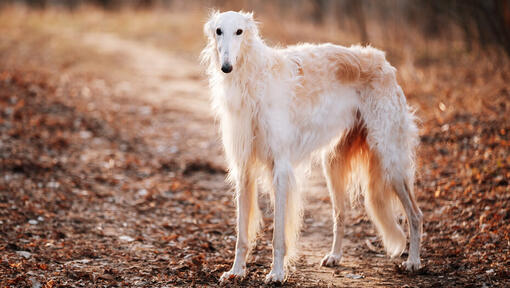 Russian Greyhound (Borzoi)