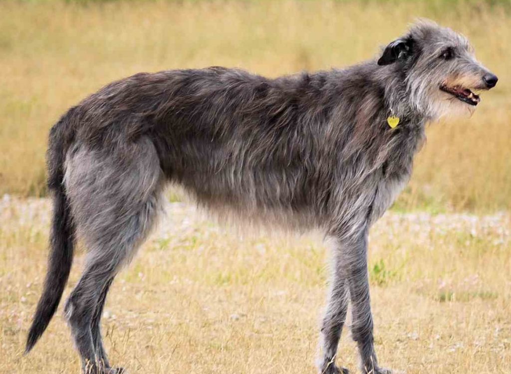 Scottish Greyhound