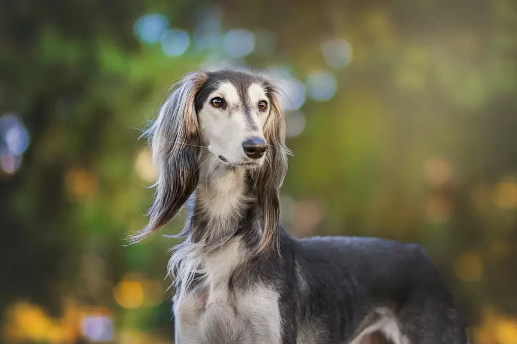 Persian Greyhound 