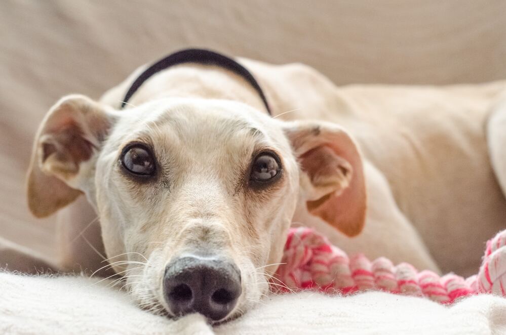 Greyhounds in Need: Caring for Rescued Greyhounds
