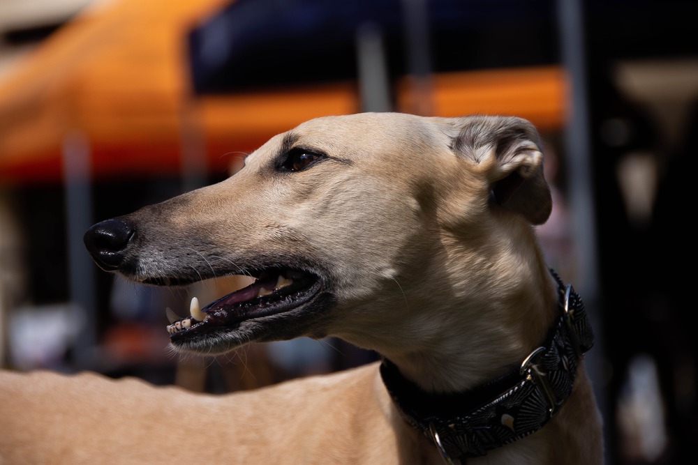 Dental care for your greyhound