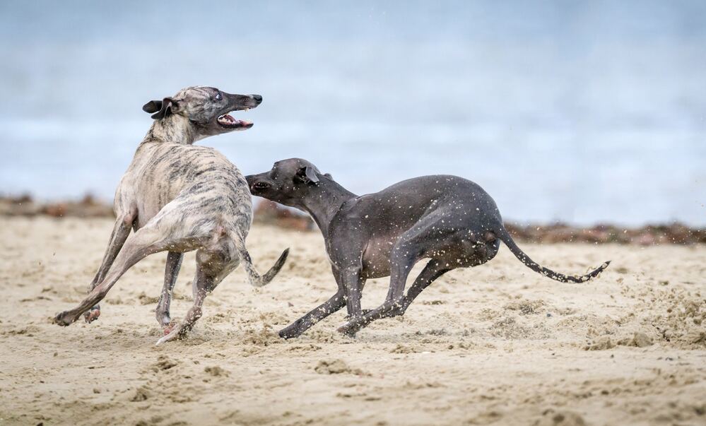 Greyhounds exercise and mental stimulation