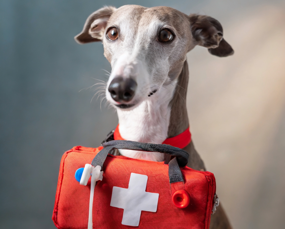greyhound first aid