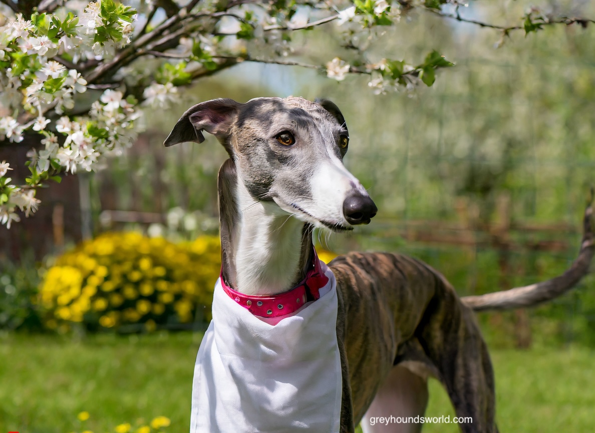 Greyhound Feeding Tips for a Cool and Healthy Summer