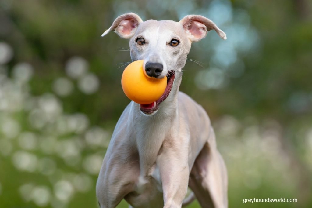 Italian Greyhound playing with a ball.